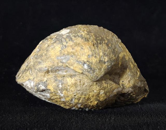 Sakawairhynchia olenekensis DAGYS 1965 - Bild © FossNet FossilienStore